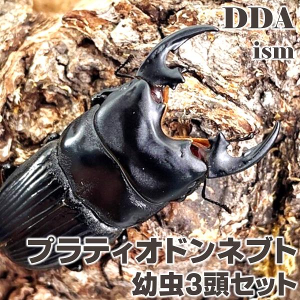 プラティオドンネブト (オノツキネブト) 幼虫3頭セット dda クワガタ 生体