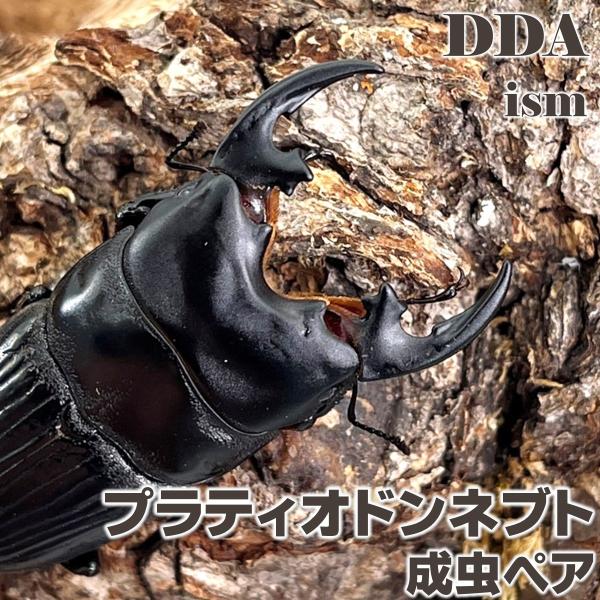 (産地:モロタイ島 CB) (種類（昆虫）:プラティオドンネブト 成虫ペア ♀サイズフリー) (注意:画像は同等のイメージとなります。) くわがた