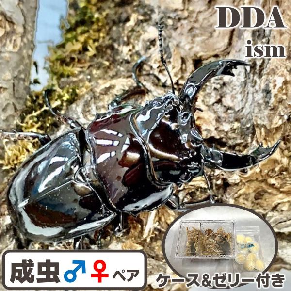(産地:カメルーン産 CB) (種類（昆虫）:レギウスオオツヤ 成虫♂♀ペア ♀サイズフリー) (注意:画像は同等のイメージとなります。) くわがた