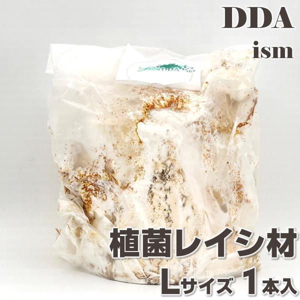 植菌レイシ材 L×1本set 加水不要 dda クワガタ レイシ材 産卵木