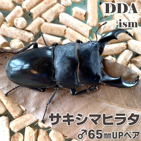 (産地:石垣島産) (種類（昆虫）:サキシマヒラタ ♂♀成虫ペア ♀サイズフリー) (注意:画像は同等のイメージとなります。) くわがた