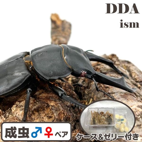 (♂80mmUP ペア) 赤眼RR シェンクリング オオクワガタ 成虫ペア プレゼント付き dda クワガタ 生体