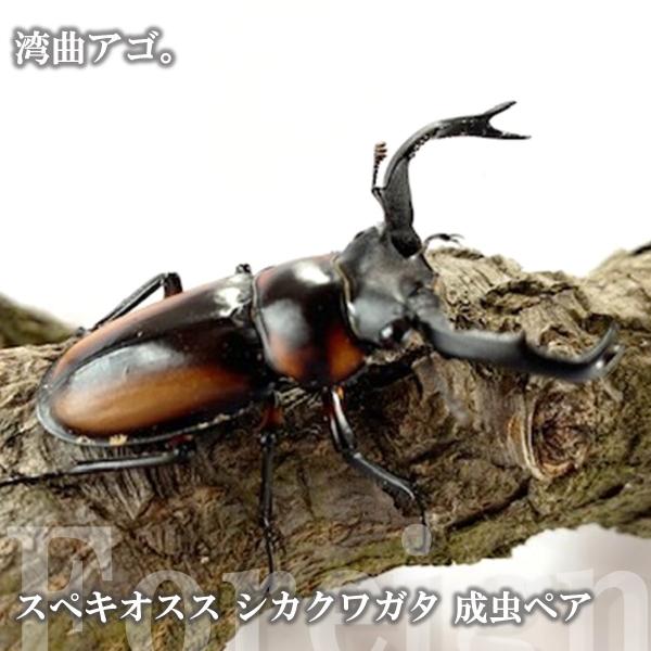 (産地:タイ チェンライ県ウィアンパパウ CB) (種類（昆虫）:スぺキオスス シカクワガタ 成虫♂♀ペア ♀サイズフリー) (注意:画像は同等のイメージとなります。) くわがた