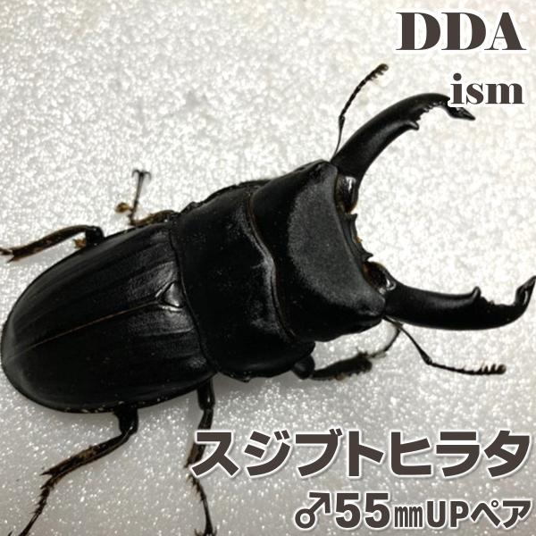 (産地:奄美大島産 油井岳CB) (種類（昆虫）:スジブトヒラタ ♂♀成虫ペア ♀サイズフリー) (注意:画像は同等のイメージとなります。) くわがた