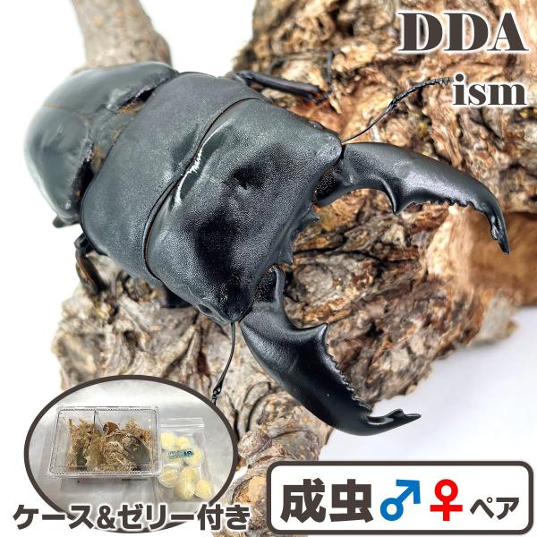 (産地:スマトラ島 北部アチェ産CB) (種類（昆虫）:スマトラヒラタ 成虫♂♀ペア ♀サイズフリー) (注意:画像は同等のイメージとなります。) くわがた