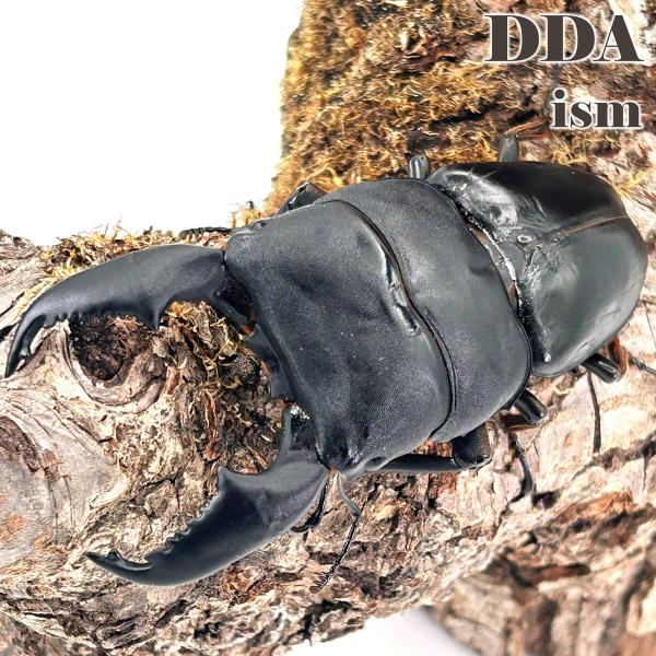 (産地:スマトラ島北部 アチェ産 天然個体) (種類（昆虫）:スマトラヒラタ 成虫♂♀ペア ♀サイズフリー) (注意:画像は同等のイメージとなります。) くわがた