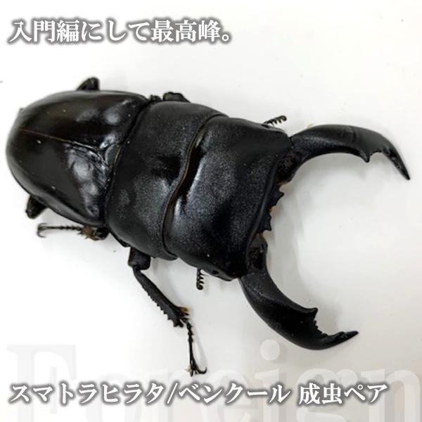 (産地:スマトラ島 南部ベンクール産CB) (種類（昆虫）:スマトラヒラタ 成虫♂♀ペア ♀サイズフリー) (注意:画像は同等のイメージとなります。) くわがた