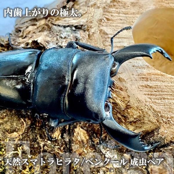 (産地:スマトラ島 南部ベンクール産WD(天然)) (種類（昆虫）:スマトラヒラタ 成虫♂♀ペア ♀サイズフリー) (注意:画像は同等のイメージとなります。) くわがた