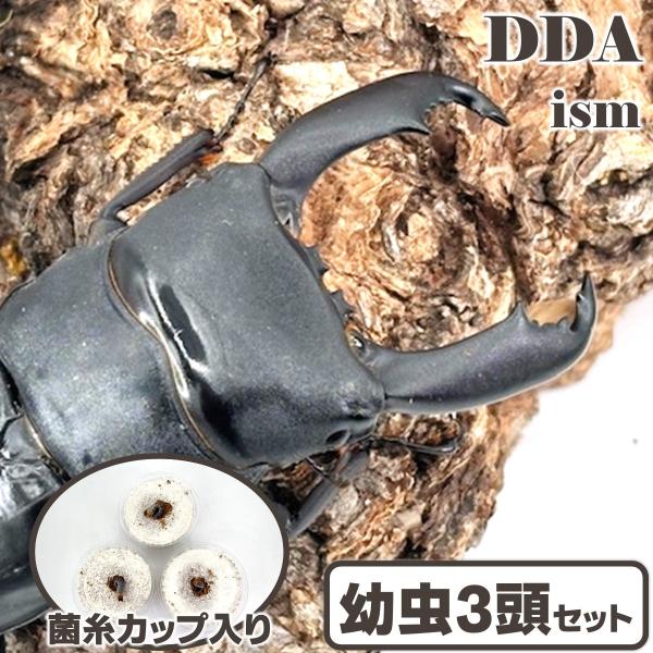 テンガ州/離島 スラウェシオオヒラタ 1〜2令幼虫 3頭セット 菌糸カップ