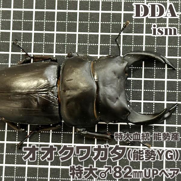 (産地:大阪府能勢町産) (種類（昆虫）:オオクワガタ ♂♀成虫ペア ♀サイズフリー) (注意:画像は同等のイメージとなります。) くわがた