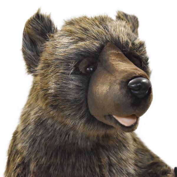 ハイイログマ（グリズリー）｜動物図鑑】特徴と生態 | 動物生き物