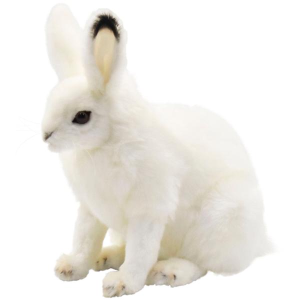 虎うさぎ 0x000000000001000001a400000000