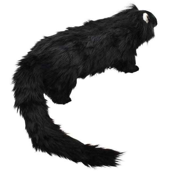 激レア！ ビントロング（Binturong / Bear cat）の頭骨 ☆ 即納 ☆ 激レア！ ビントロング（Binturong / Bear cat）の