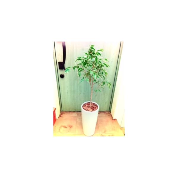 観葉植物 室内 ベンジャミン Buyee Buyee Japanese Proxy Service Buy From Japan Bot Online