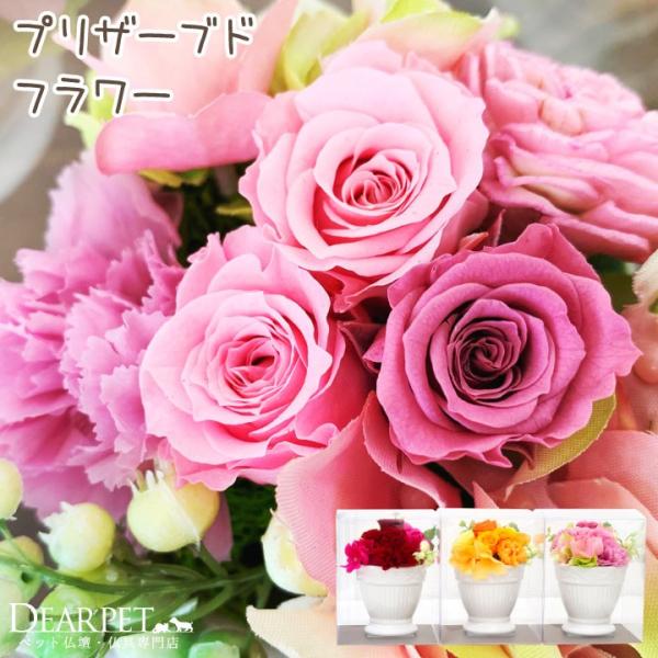 仏花 ミニ ペットの人気商品 通販 価格比較 価格 Com