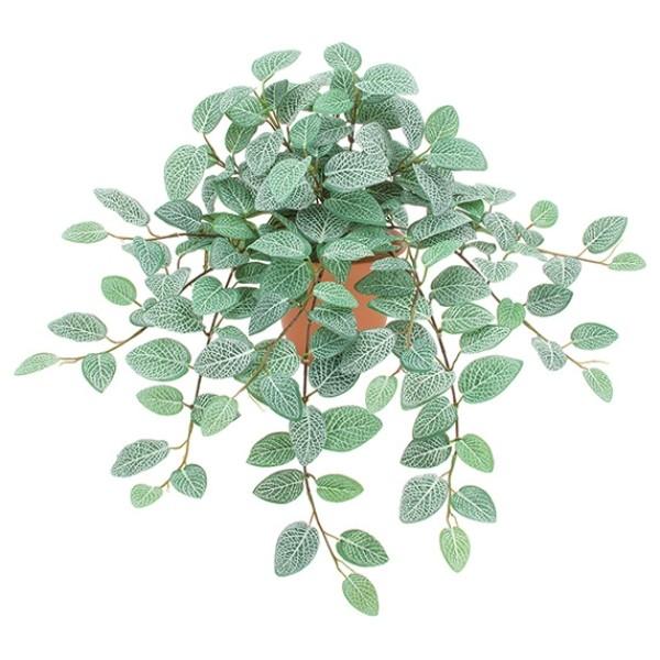 光触媒》フィトニアハンギングブッシュ《ポット 鉢 は別売りです