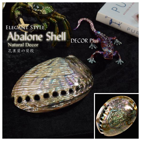 アバロンシェル パウア貝 貝殻？ 置物 インテリア 15cm Abalone