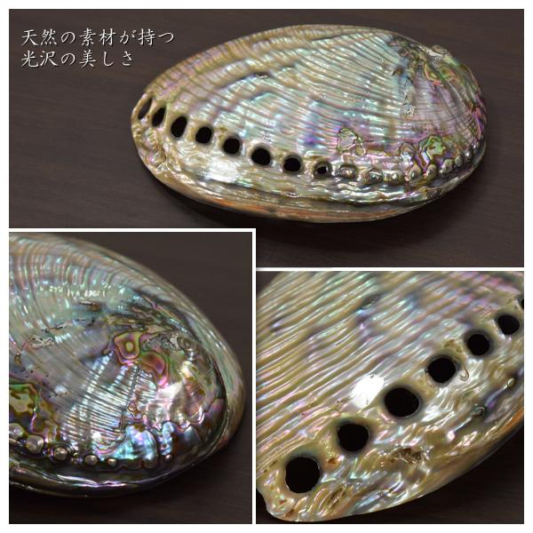 アバロンシェル　パウア貝　貝殻？　　置物　インテリア　15cm Abalone アバロンシェル 天然のパウア貝の貝殻 オブジェ 巻貝