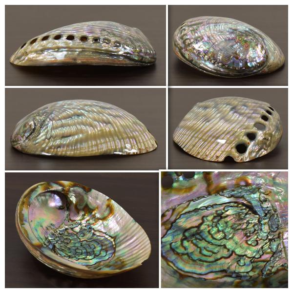 Abalone アバロンシェル 天然のパウア貝の貝殻 オブジェ 巻貝 置物 