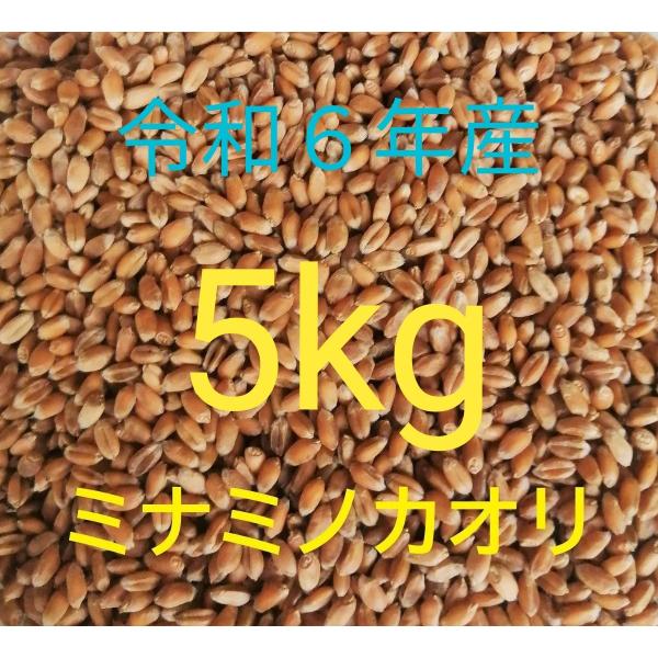 令和5年産 パン用小麦「ミナミノカオリ」 種子 2kg - 通販 - escopil.co.mz