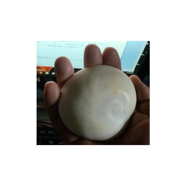 夜光貝大サイズの蓋12個セット : 夜光貝と海洋深層水調合液