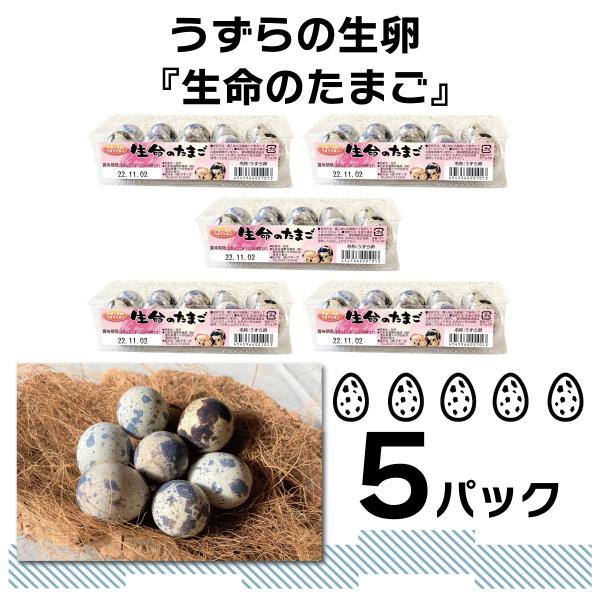 [うずらや]食用 豊橋産 うずらの卵 生命の生卵 10個入り 5パック 産地直送 新鮮 uzura
