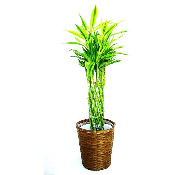 竹 鉢植えの人気商品 通販 価格比較 価格 Com