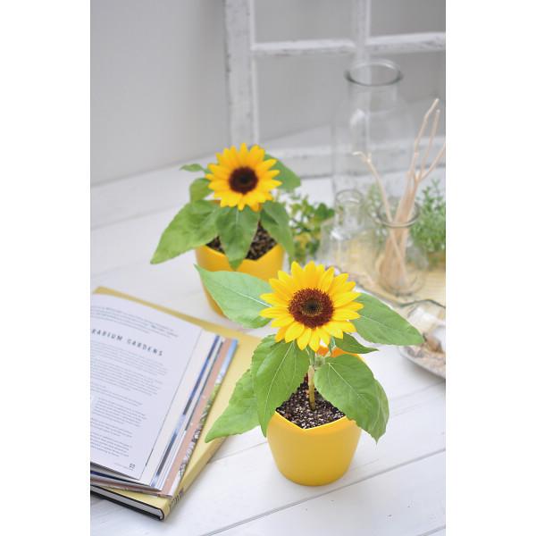 ミニ ひまわり 種の人気商品 通販 価格比較 価格 Com