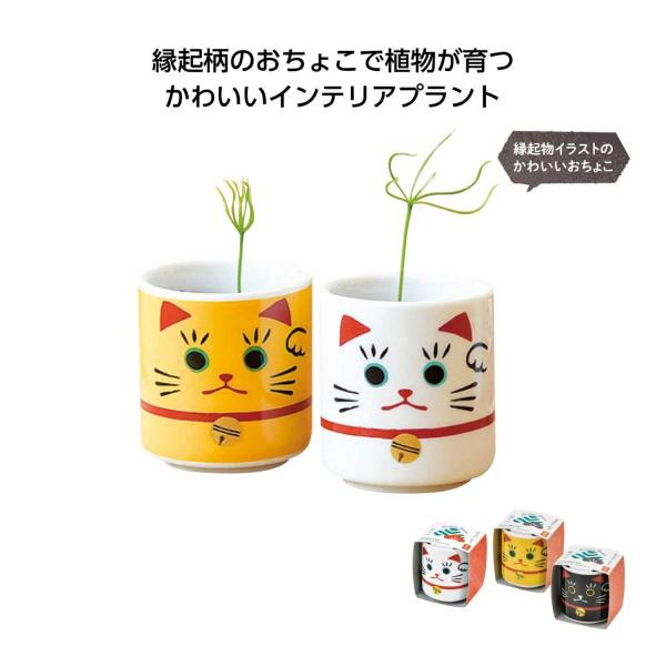 観葉植物 栽培キットの人気商品 通販 価格比較 価格 Com