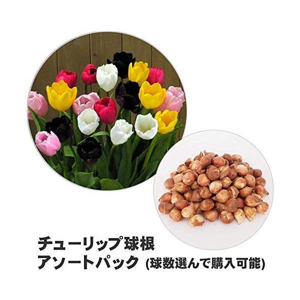 球根 100個 チューリップの人気商品 通販 価格比較 価格 Com