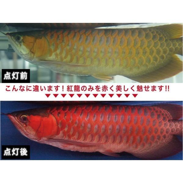 スーパーレッド レベル1 アロワナ 照明 Led 水中 アロワナライト 水中蛍光灯 アクアリウム 熱帯魚 アジアアロワナ 紅龍 90cm水槽用 でんらい Ar90 Www Arilab Com Tr Index Php