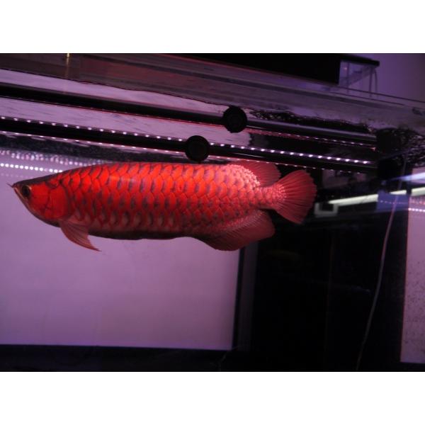 スーパーレッド レベル2 アロワナ 照明 Led 水中 アロワナライト 水中蛍光灯 アクアリウム 熱帯魚 アジアアロワナ 紅龍 0cm水槽用 でんらい Ar2 0 Buyee Buyee 提供一站式最全面最专业现地yahoo Japan拍卖代bid代拍代购服务 Bot Online