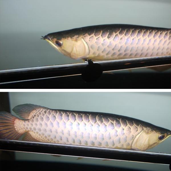 アロワナ ライト 金龍 過背金 150cm水槽用 光鉛龍灯 プレミアムゴールド Ex Led 2列 水中 照明 水中蛍光灯 でんらい Ag150 Ex Svc Com