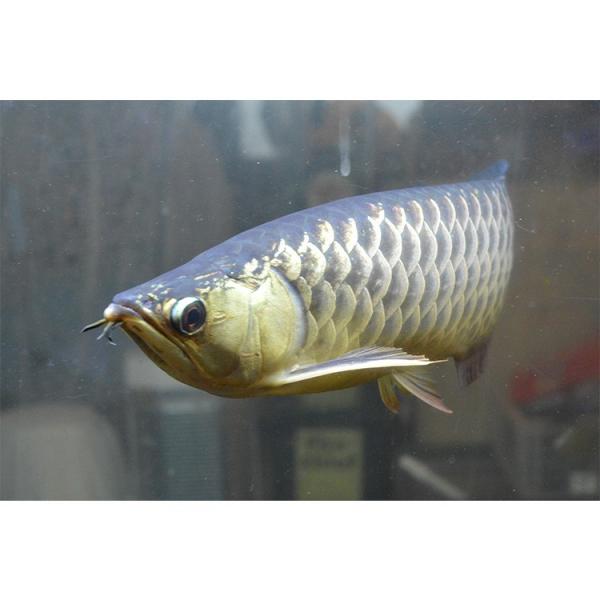 アロワナ ライト 金龍 過背金 150cm水槽用 光鉛龍灯 プレミアムゴールド Ex Led 2列 水中 照明 水中蛍光灯 でんらい Ag150 Ex Svc Com