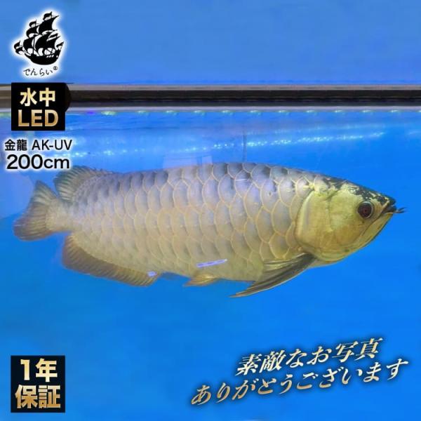 過背金龍 藍底金龍 アロワナライト 水槽ライト テンニングライト LED