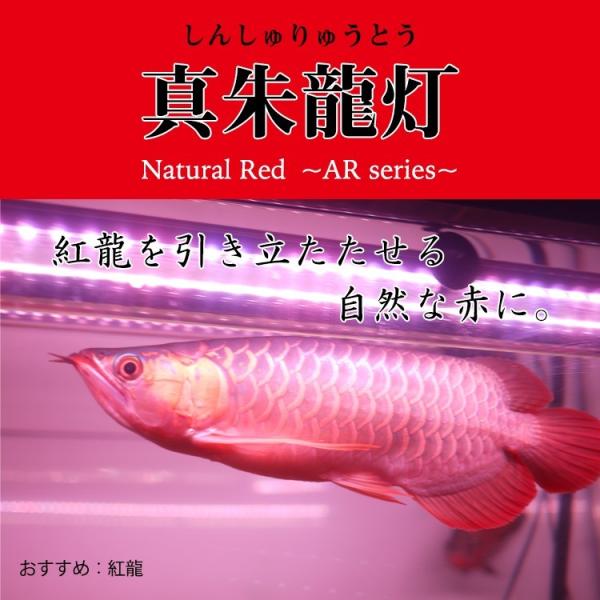 アロワナ ライト 紅龍 1cm水槽用 真朱龍灯 ナチュラルレッド Ex 旧スーパーレッド レベル1 Led 2列 水中 照明 水中蛍光灯 でんらい Ar1 Ex Apaproduction Fr