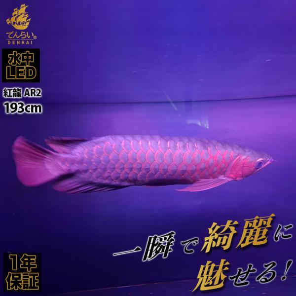 1200水槽　LED照明(レッド)　アクアリウム 楽天市場】アクロ TRIANGLE LED VIVID 1200 水草
