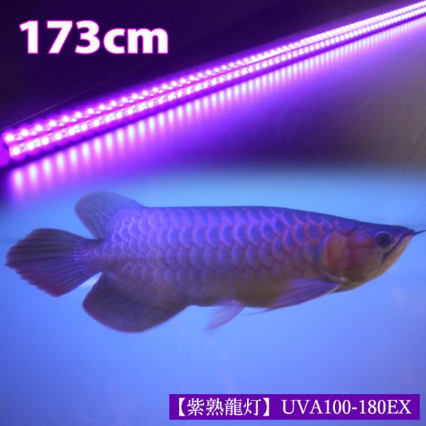 シ*ウ様 でんらい製　紫熟龍灯　（ナイトメロー/UV100A）アロワナ色揚げライ ほんのり幻想的な紫の光で水槽を演出するアロワナ用LEDライト