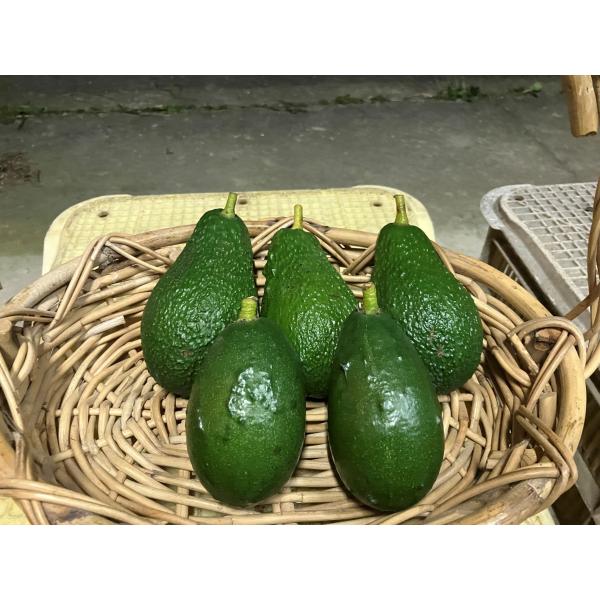 愛媛県・松山市で栽培されている超希少品の国産アボカドです！なんと贅沢なアボカドの食べ比べ！品種はベーコン・ピンカートンです。（アボカドはなんと1000種類もの品種があるんです！！）減農薬栽培でアボカドの果実には直接農薬散布はしておりません。...