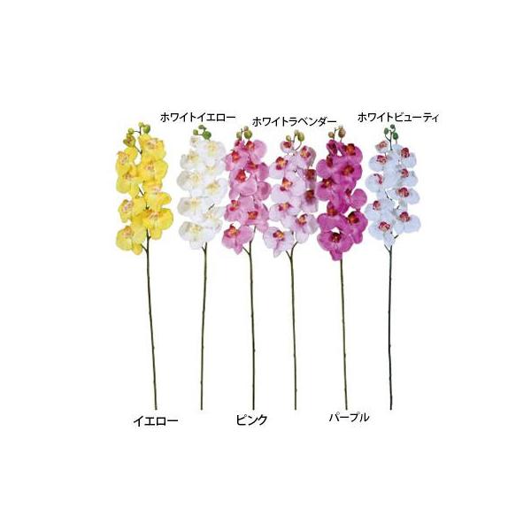 紫 胡蝶蘭の通販 価格比較 価格 Com