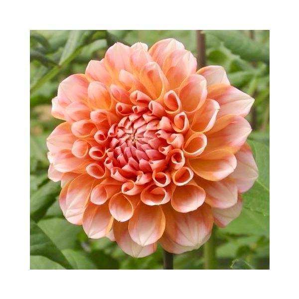 [Release date: May 12, 2025]はじめまして。市場に出荷している花農家のお店です。熟練の技で株分けた、発芽点が確認できる高品質な球根のみを、栽培者が畑から直送いたします。--------- 品種　ポートライトペアビュ...