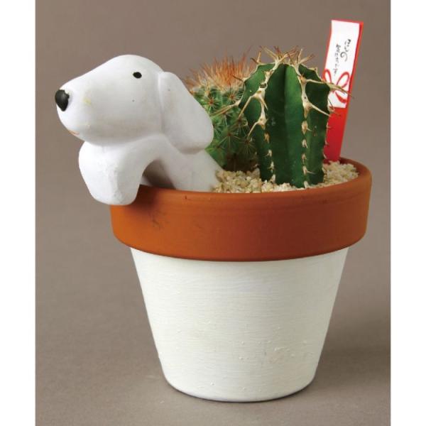 SPICE �X�p�C�X SPICE OF LIFE �ق�̋C�����}�J�t�B�[ �T�{�e�� 8S61 12�� | �K�[�f�� �A�� �T�{�e�� ���� ���� �M�t�g �f�Ă� �|�b�g ���炵�� ���Ԃ�