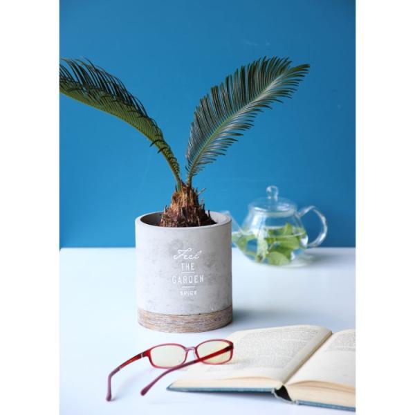 SPICE XpCX SPICE OF LIFE FEEL THE GARDEN Zgv^[ Eh LTCY CBGZ2013 | Eh^ Aؔ v^[ t[x[X