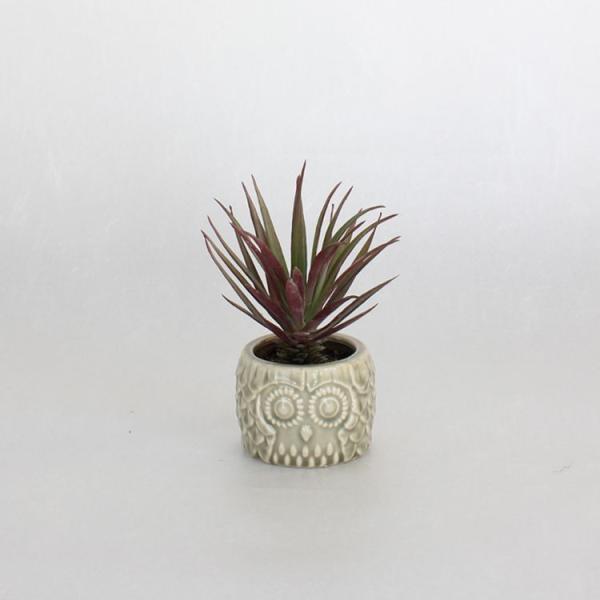 エアプランツ ギフトの人気商品 通販 価格比較 価格 Com