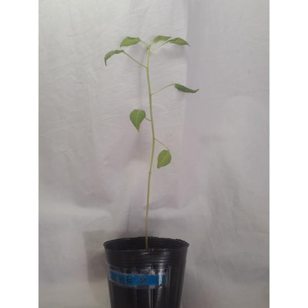 激辛唐辛子、ヴェトナム、フービン県地理の苗　1苗送料込小さめポリポットに入れて第四種郵便にてお送り致します。届きましたら鉢に植え替え、室内で育ててください地植えの方は、5月位ー移植してください。実は辛さ６００００スコヴィルでヴェトナム料理全...