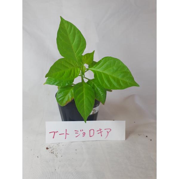 激辛唐辛子　ブートジョロキアの苗　１苗　無農薬辛さ８０万５千スコヴィルポリポットで第四種郵便にてお送りいたします栽培後の実や種は手袋ゴーグル等着用でお取り扱いください