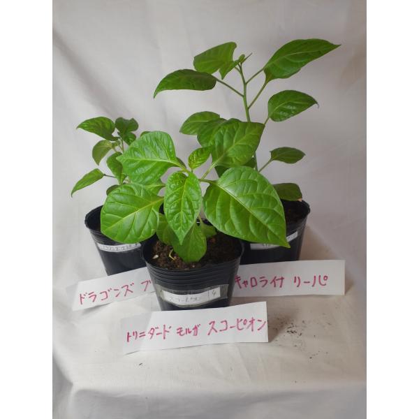 ３種類義気から唐辛子の苗　送料込国内で辛い順３種類辛さ２４８万スコヴィルのドラゴンズブレス１苗辛さ１５６万９千スコヴィルのキャロライナリーパ１苗辛さ１５０万スコヴィルのトリニダードモルガスコーピオン１苗ポリポットで第四種郵便にてお送り致します