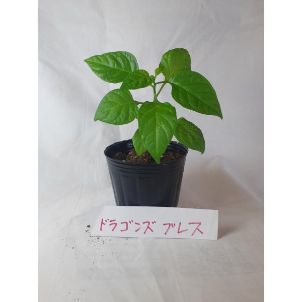 激辛唐辛子　ドラゴンズブレスの苗　１苗無農薬　辛さ２４８万スコヴィルポリポットで第四種郵便にてお送りいたします栽培後の実や種は手袋ゴーグル等着用にてお取り扱いください