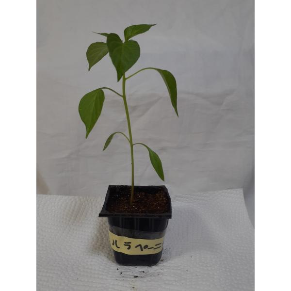 激辛唐辛子ハラペーニョの苗　無農薬辛さ８０００スコヴィルポリポットで第四種郵便にてお送りいたします栽培度実や種は手袋ゴーグル等着用にてお取り扱いください