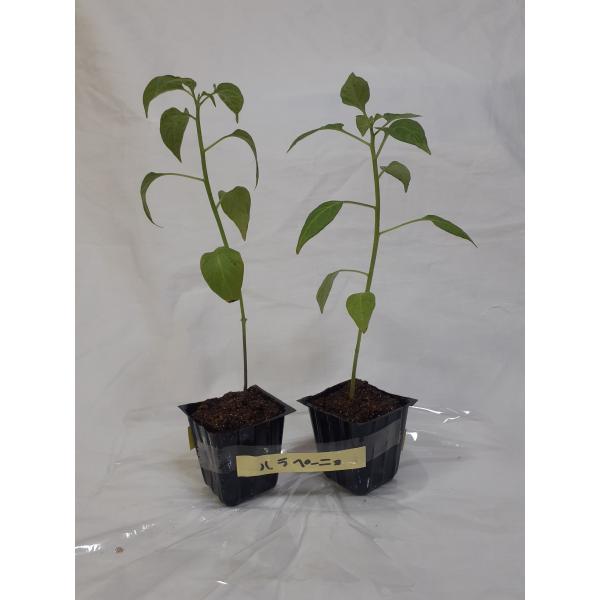 ハラペーニョの2苗セット　激辛唐辛子　無農薬辛さ8千スコヴィルサルサやサラダにポリポットのまま第四種郵便にて土日をはさまないようにお送りいたします。